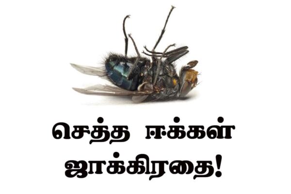 செத்த ஈக்கள் ஜாக்கிரதை!